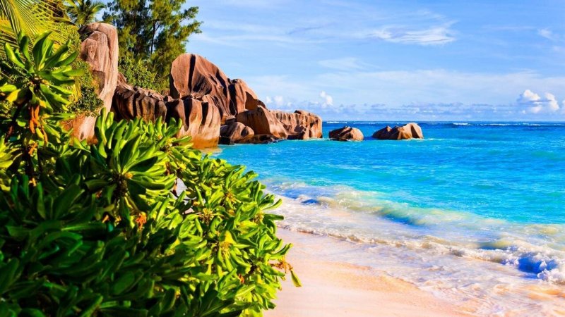 Hanauma Bay Гавайи пальмы