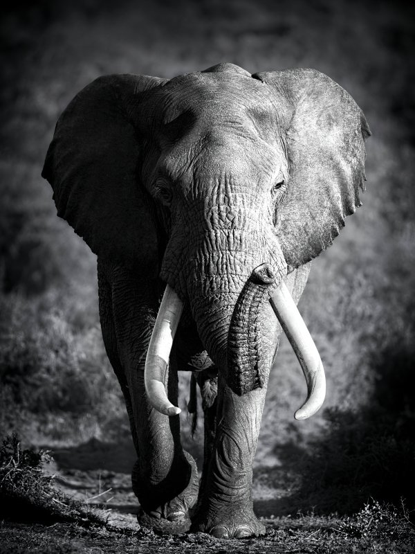 Африканский слон