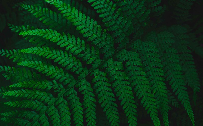 Dark Green папоротник