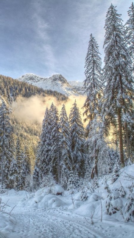 Заснеженный лес