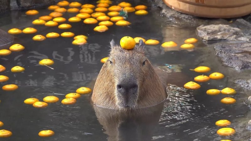 Дружелюбная капибара