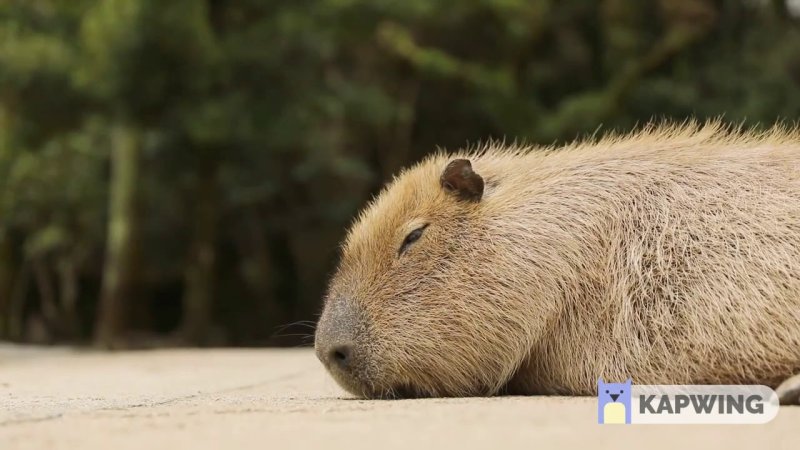 Капибара Джо Джо