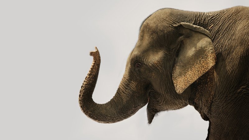 Слон хобот вверх