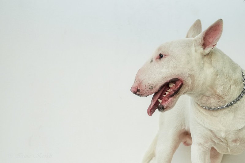 Бультерьер собака убийца