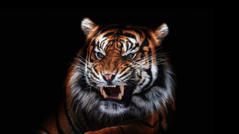 Тайгер тигр