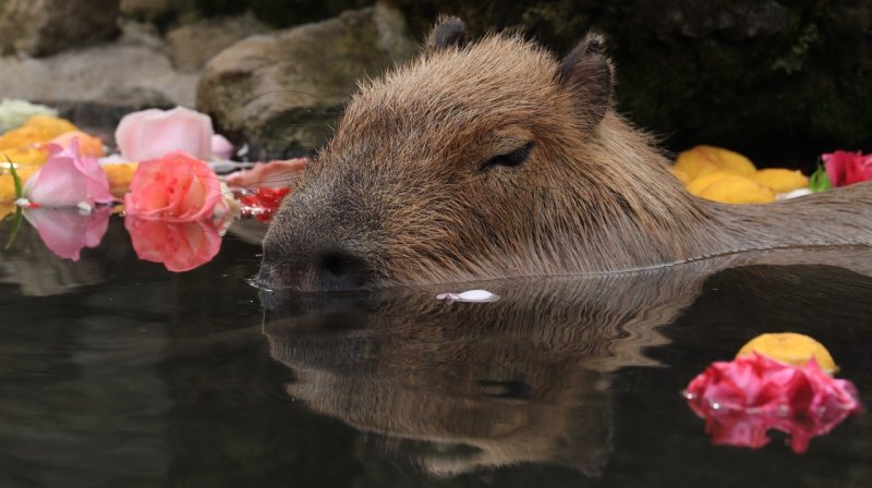 Водосвинка капибара Южной Америки