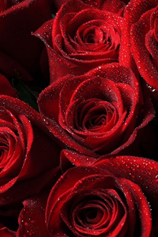 Роскошные цветы вертикальные