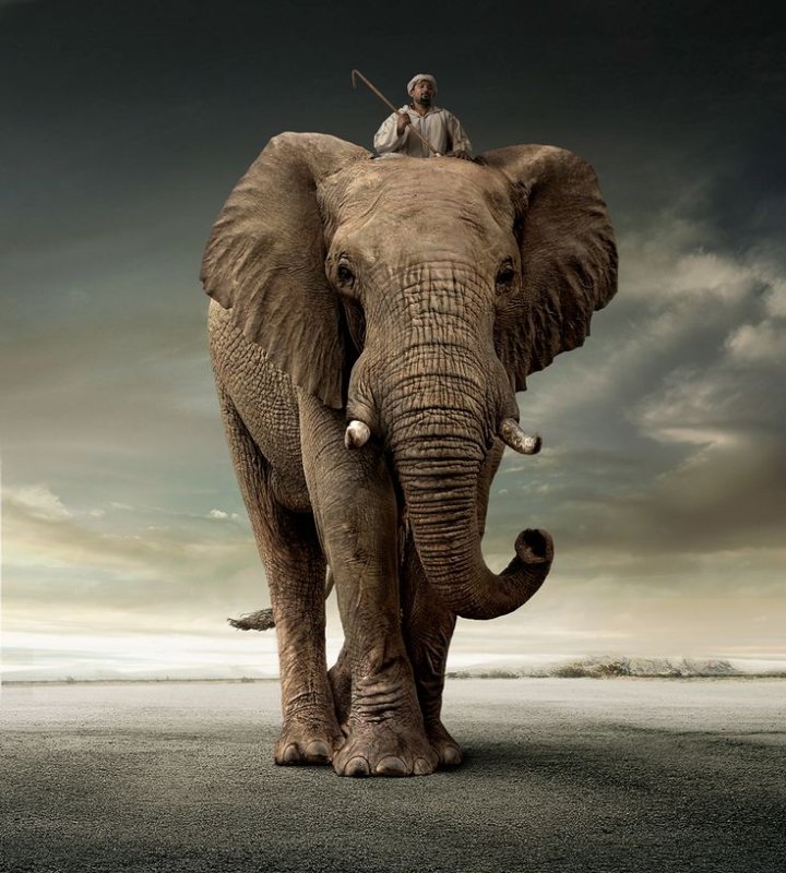 Африканский слон