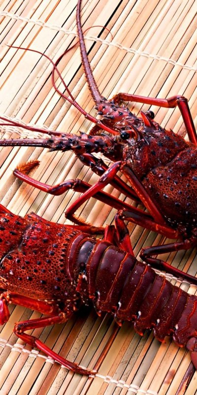 Информация о ракообразных