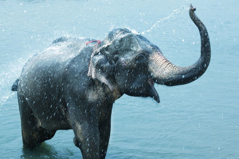 Слон хобот вверх