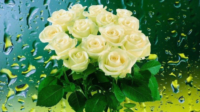 Красивые белые розы