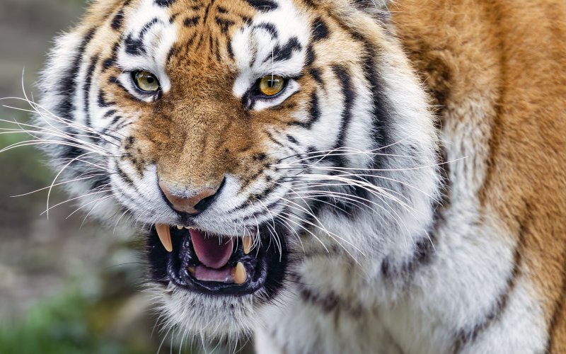 Тигр оскал анфас