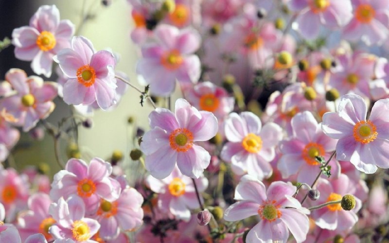 Красивые цветочки