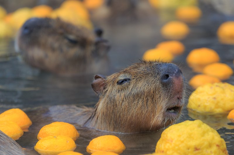 Капибары в юдзу
