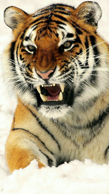 Тигр оскал анфас