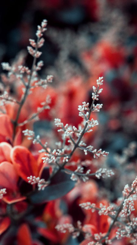 Цветы макро