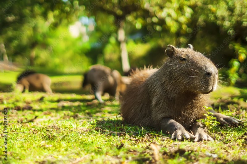 Капибара сельвы