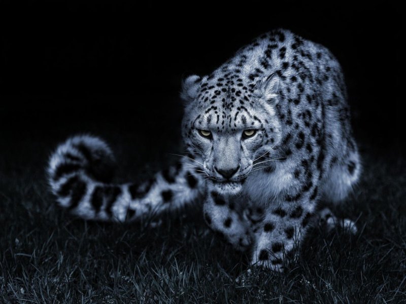 Снежный Барс (Ирбис, снежный леопард)