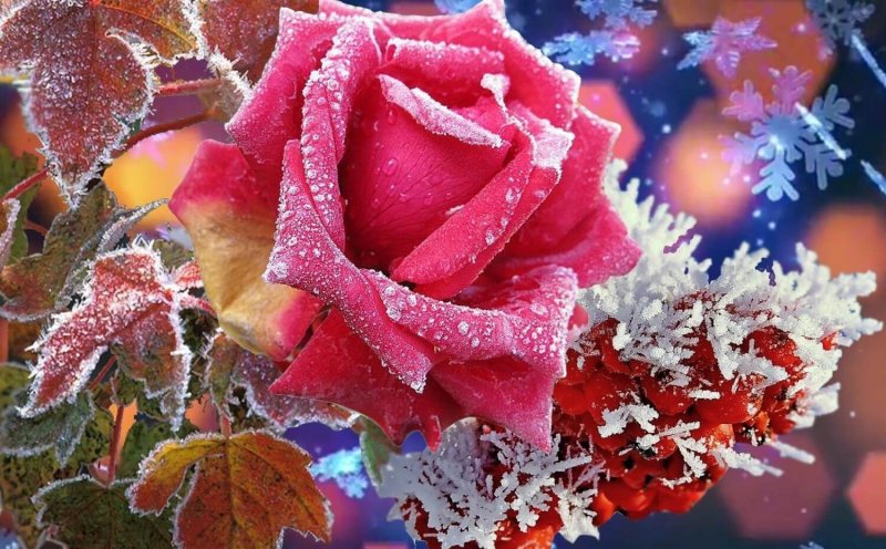 Цветы в снегу