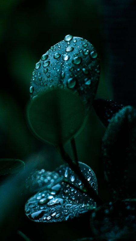 Природа макро