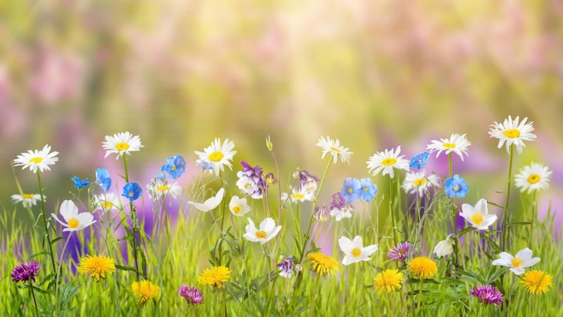 Полянка с цветами