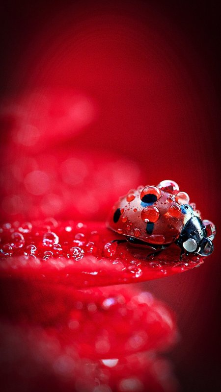 Божьи коровки на цветах