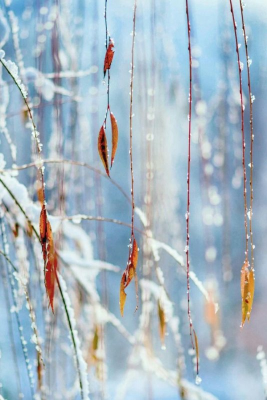 Февраль природа