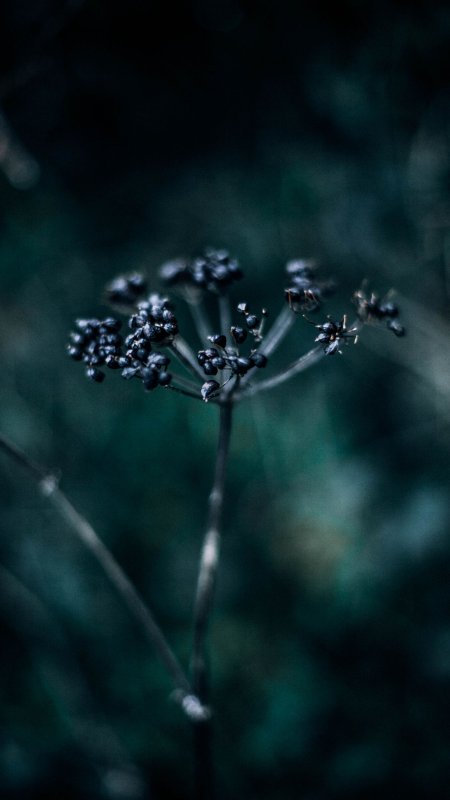 Макросъемка природа