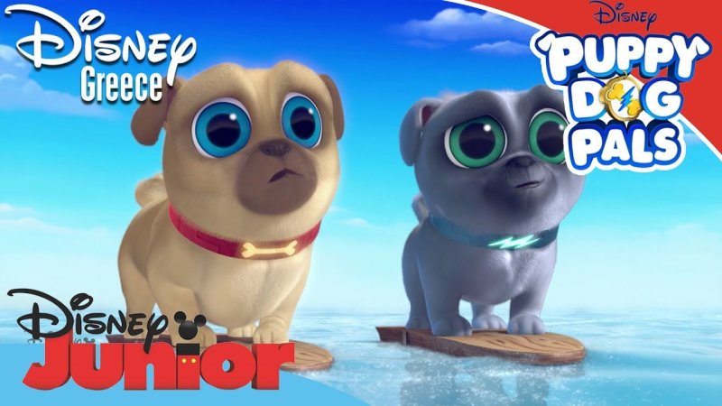 Дружные мопсы Ролли