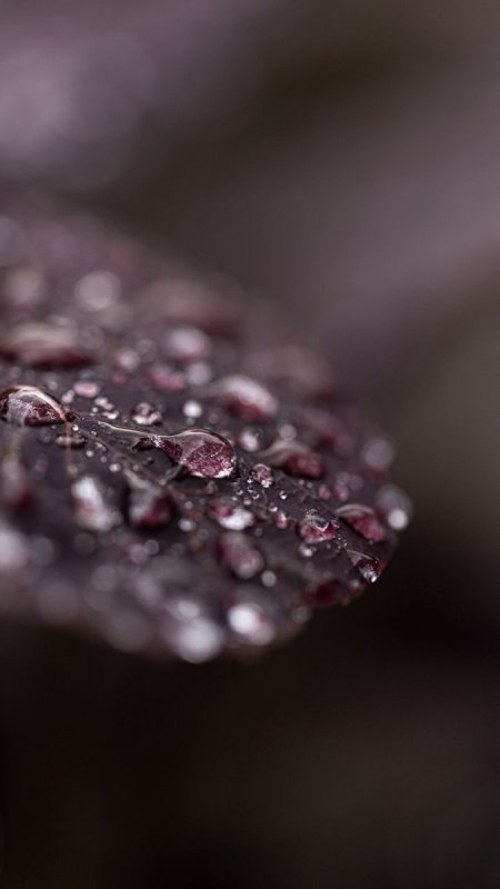 Цветы Макросъемка