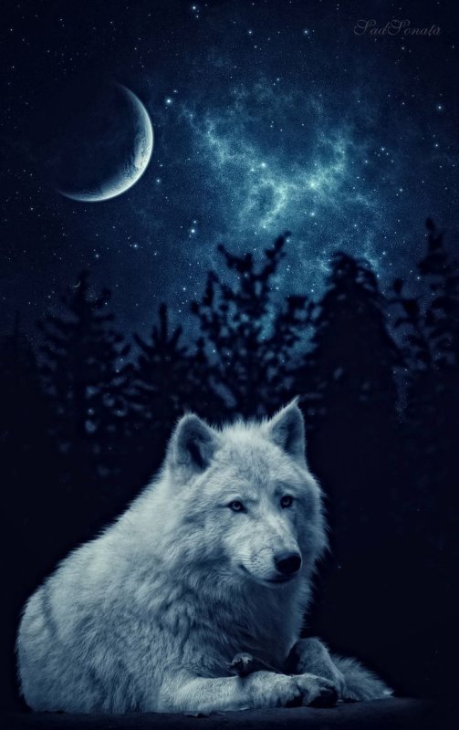 Обои на телефон волк