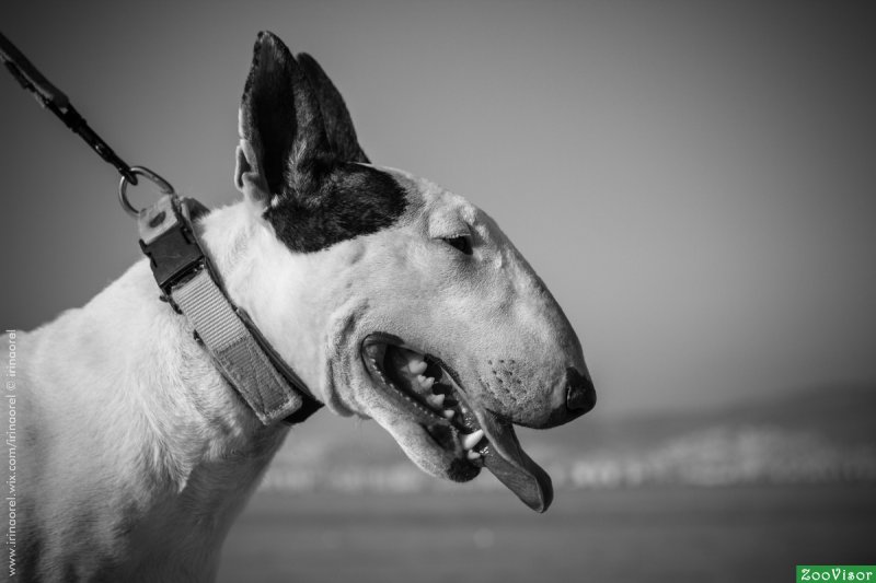 Оскаленный бультерьер