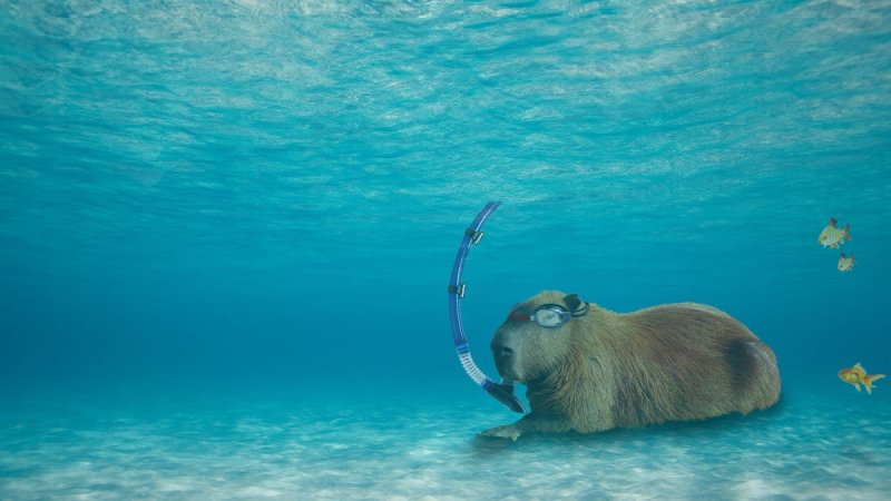 Капибара сельвы