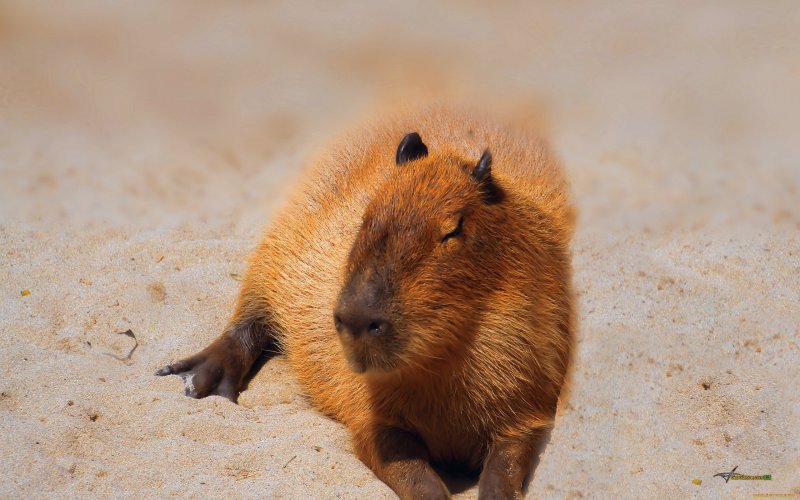 Капибара эндемик Северной Америки