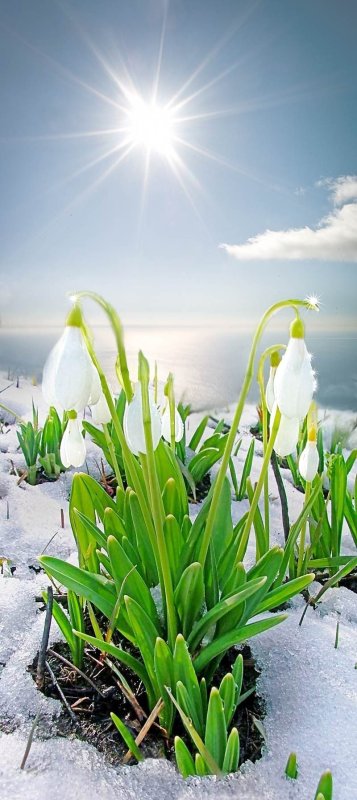 Весенние картинки