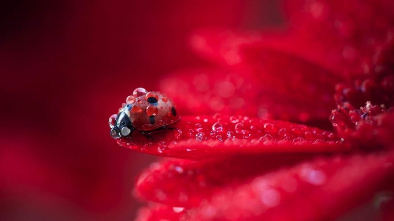 Красный цветок