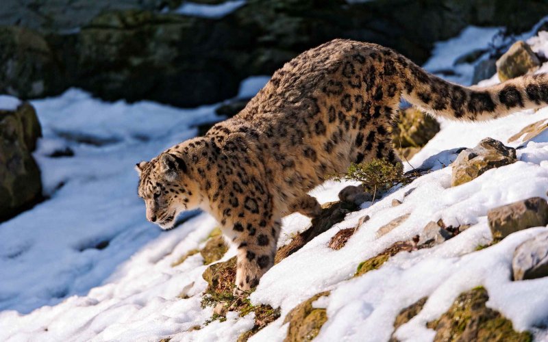 Карл Брендерс снежный Барс