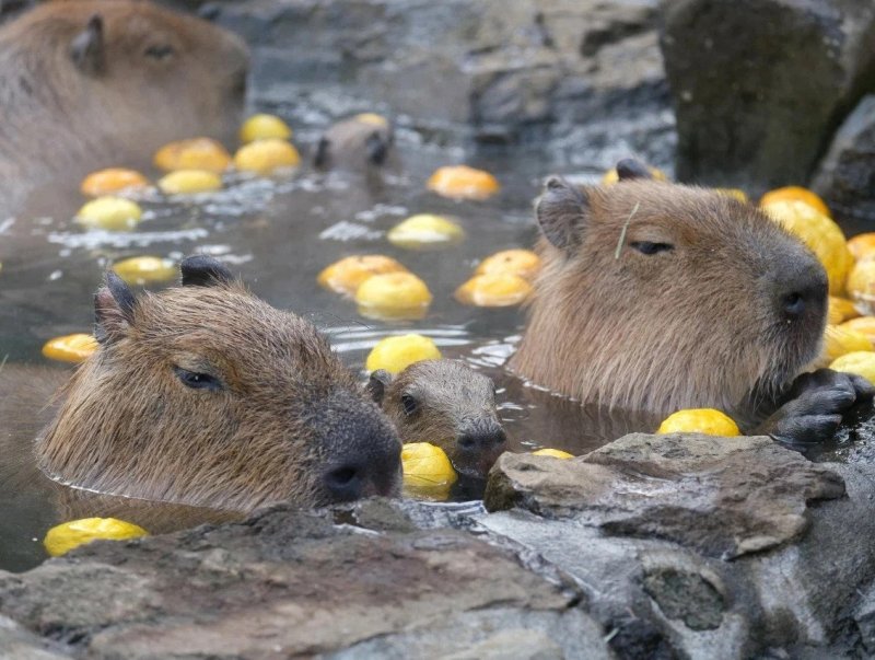 Капибара 4к