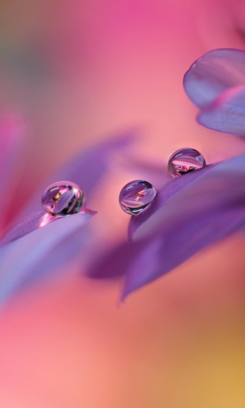 Цветы в росе