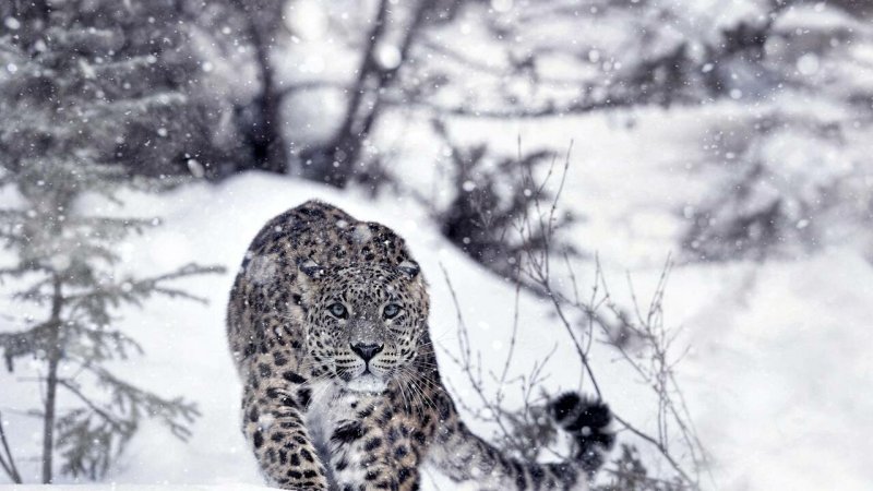 Снежный Барс Ирбис зимой