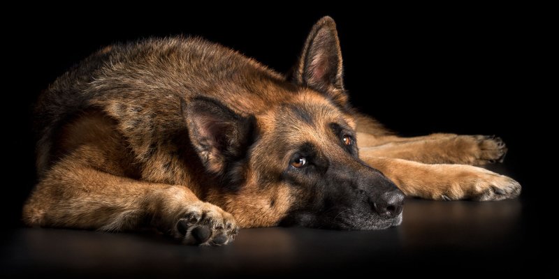 Чепрачная немецкая овчарка