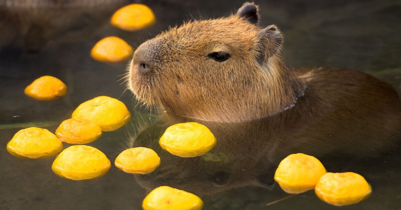 Капибара с мандарином