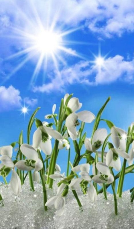 Весна подснежники