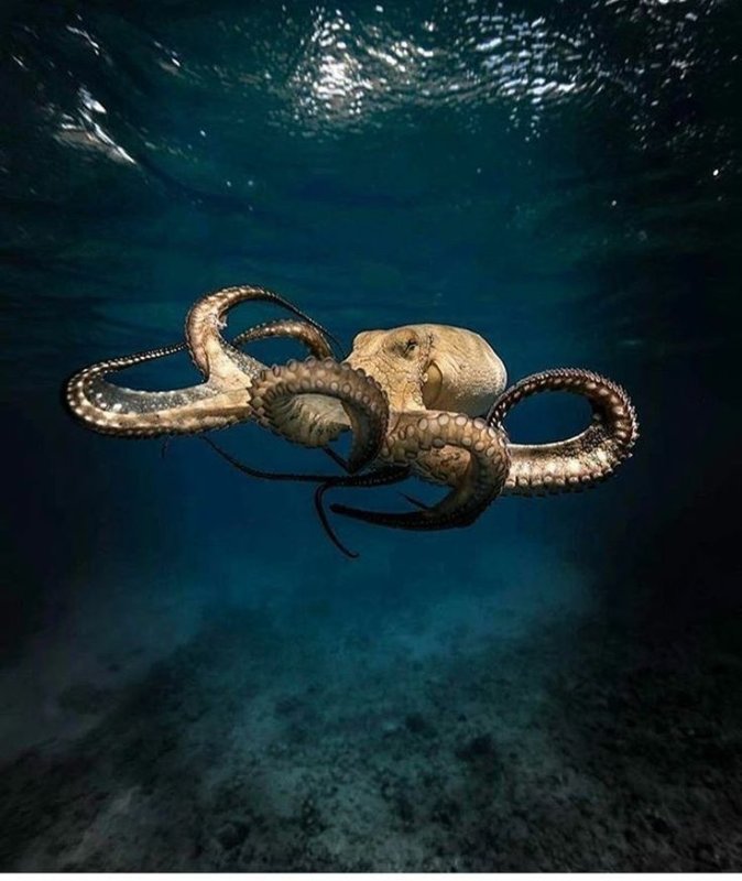 Осьминог Кракен