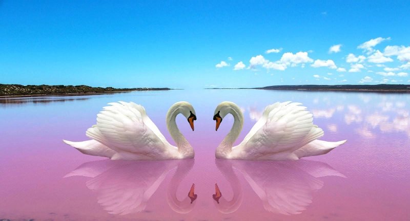 Красивая природа с лебедями