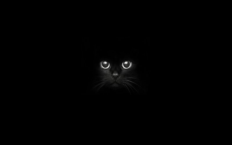 Чёрный кот