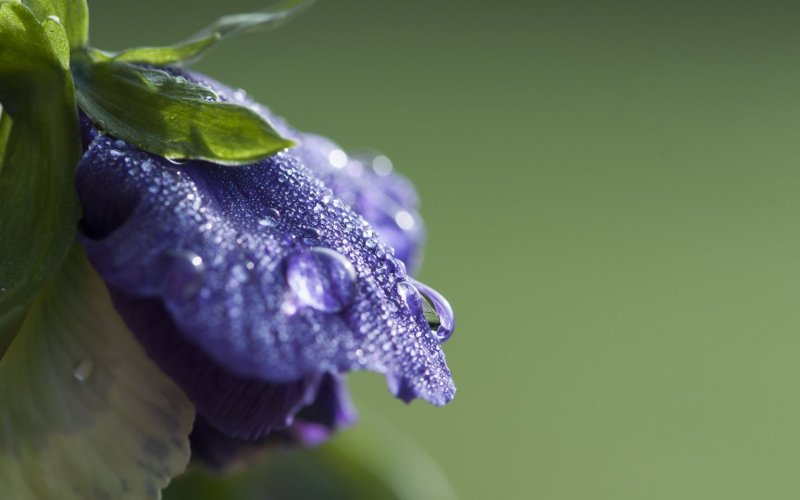 Обои на рабочий стол макро