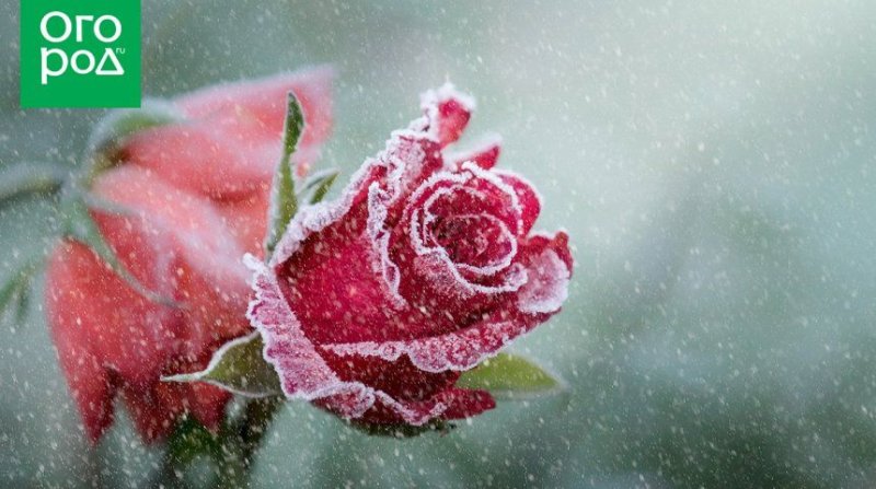 Цветы зимой