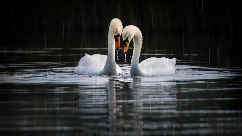 Пара лебедей