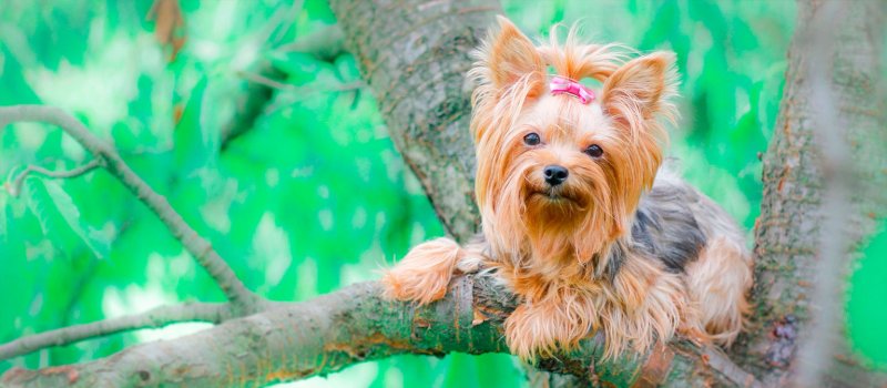 Йертеркшерийский терьер